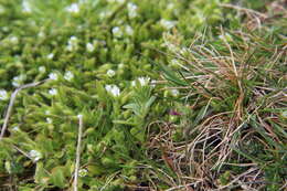 Image of mouse-ear chickweed