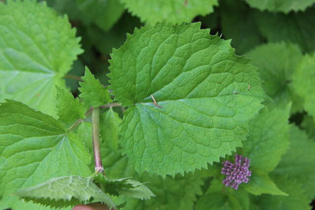 Image of valerian