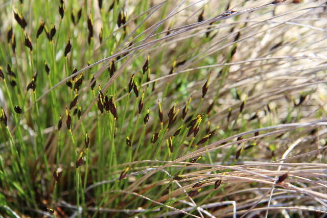 Image of bog-rush