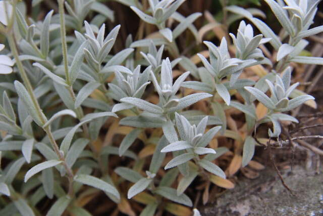 Image of mouse-ear chickweed