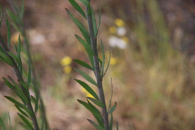 Image of Toadflax