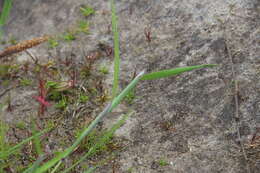 Image of Foxtail Grass