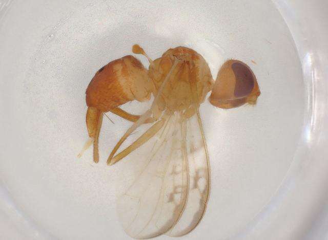 Image of Ctenostylidae