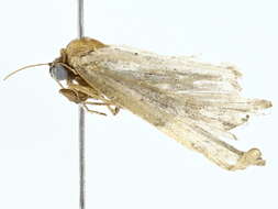 Image of Eulepidotinae