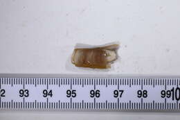 Image of razor shell