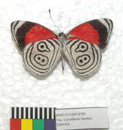 صورة Diaethria