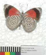 صورة Diaethria