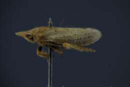 Imagem de Tettigometridae