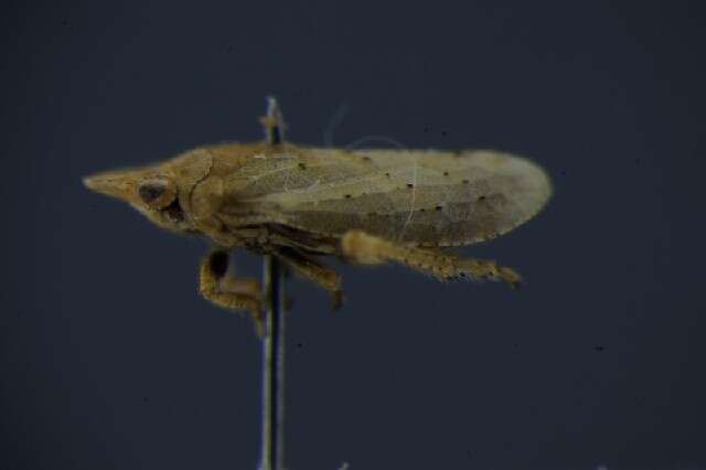 Imagem de Tettigometridae