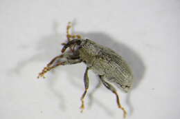 Image of Drupenatus