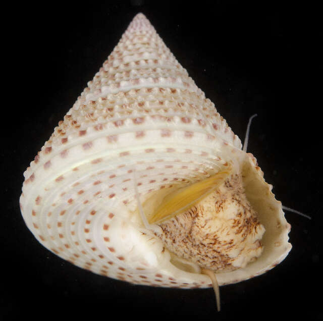 Image of Calliostoma Swainson 1840