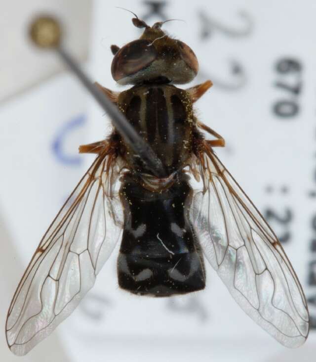 Image of Anasimyia