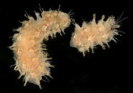 صورة Lepidonotus Leach 1816