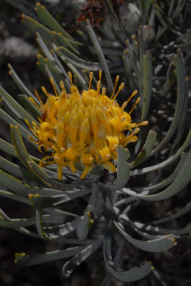 Image of leucospermum