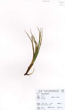 Image of birdcatching sedge