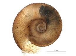 Image of disc snails