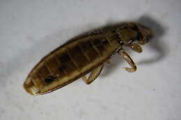 Image of sucking louse