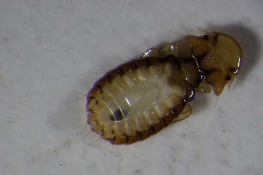 Image of sucking louse