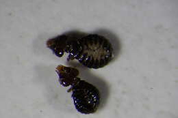 Image of sucking louse