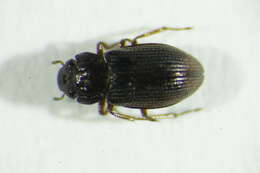 Image of Helophoridae