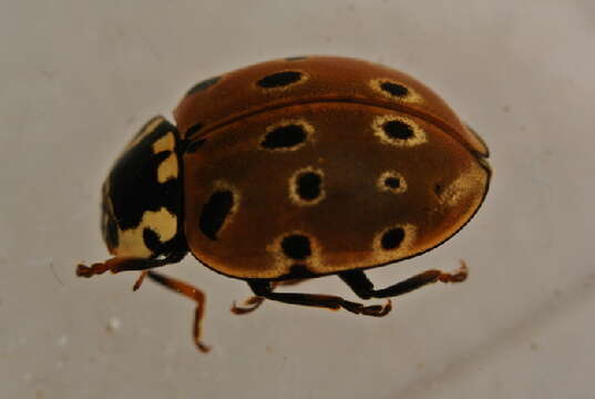 Image of Giant Lady Beetles