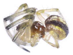 Image of Live Leaf-curling Spiders