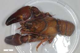 Image of freshwater crayfishes