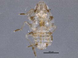Image of Metcracis