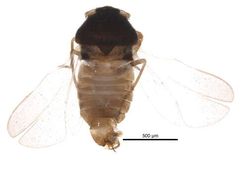 Image of Schizopteridae