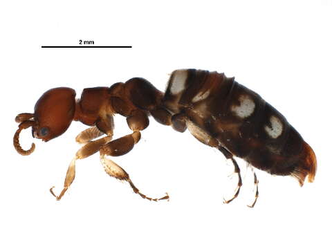 Image of thynnid wasps