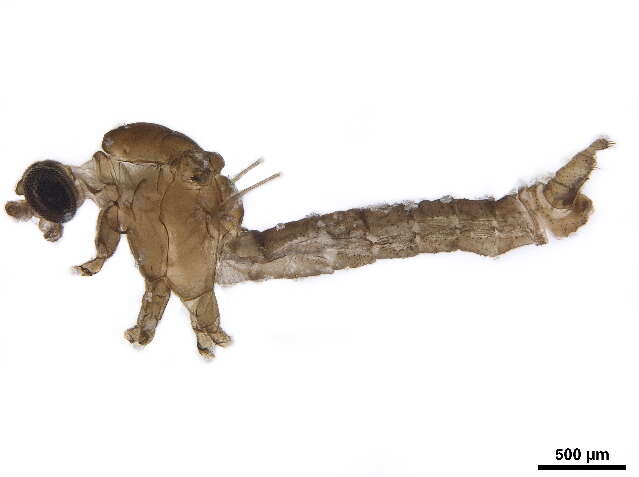 Tasiocera resmi