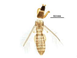Image de Merothripidae