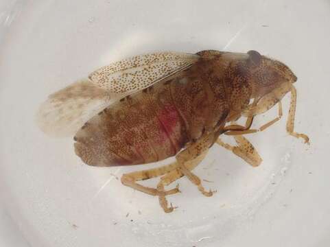 صورة Sciocoris