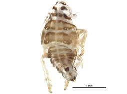 Image of Tropiduchinae