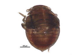 Image of jumping soil bugs