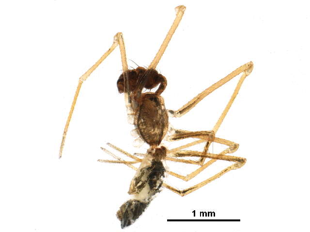 Image of Coleosoma