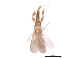 Image of Enicocephalinae