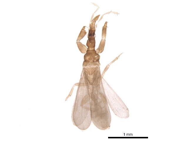 Image of Enicocephalinae