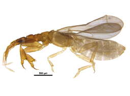 Image of Enicocephalinae