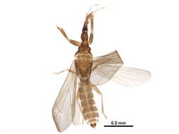 Image of Enicocephalinae