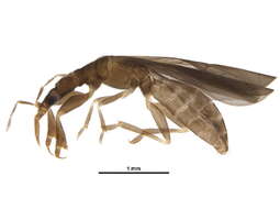 Image of Enicocephalinae