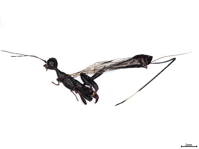 Image of stephanid wasps