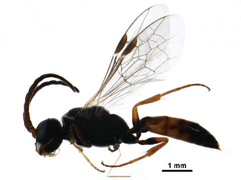 Image of thynnid wasps