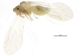 Image of Paracaeciliidae