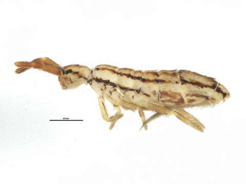 Image of Orchesellinae