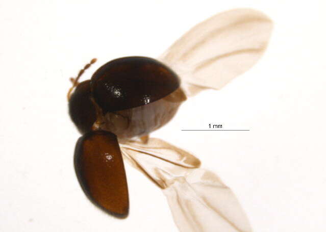 Image of Anamorphidae