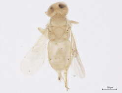 Image of Acerophagus