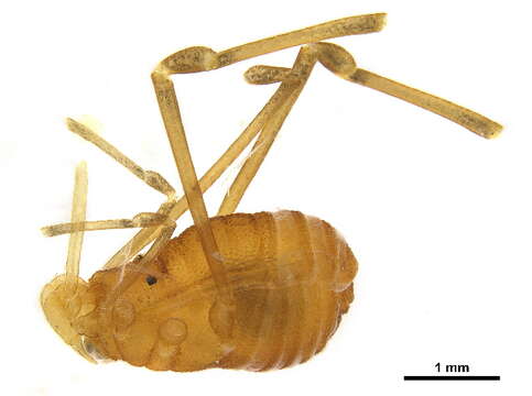 Image of Kimulidae