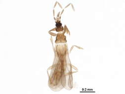 Image de Enicocephalinae