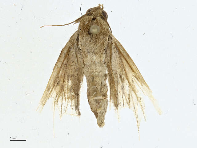 Image of Helicoverpa